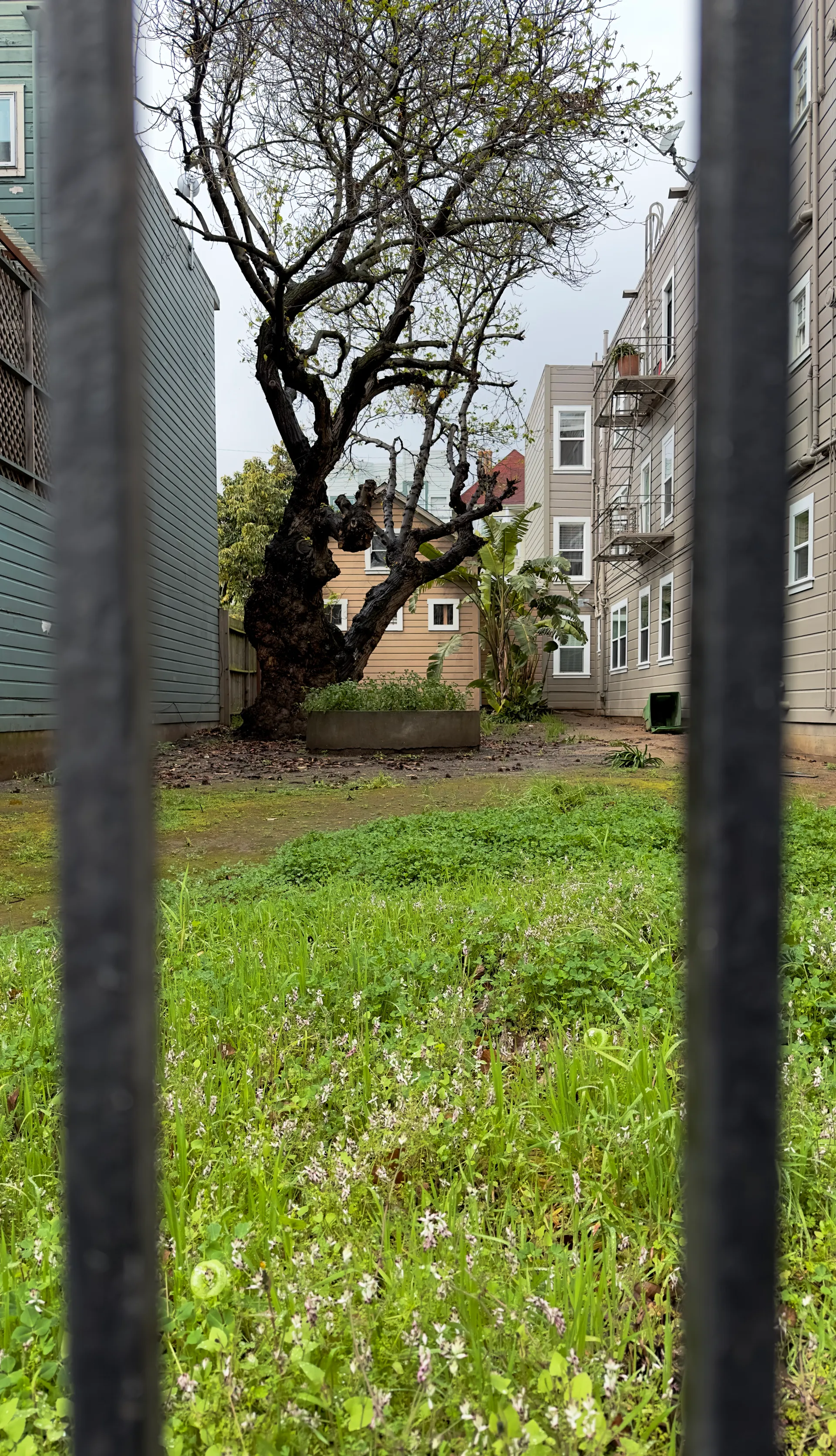 A view into a private yard in San Francisco
