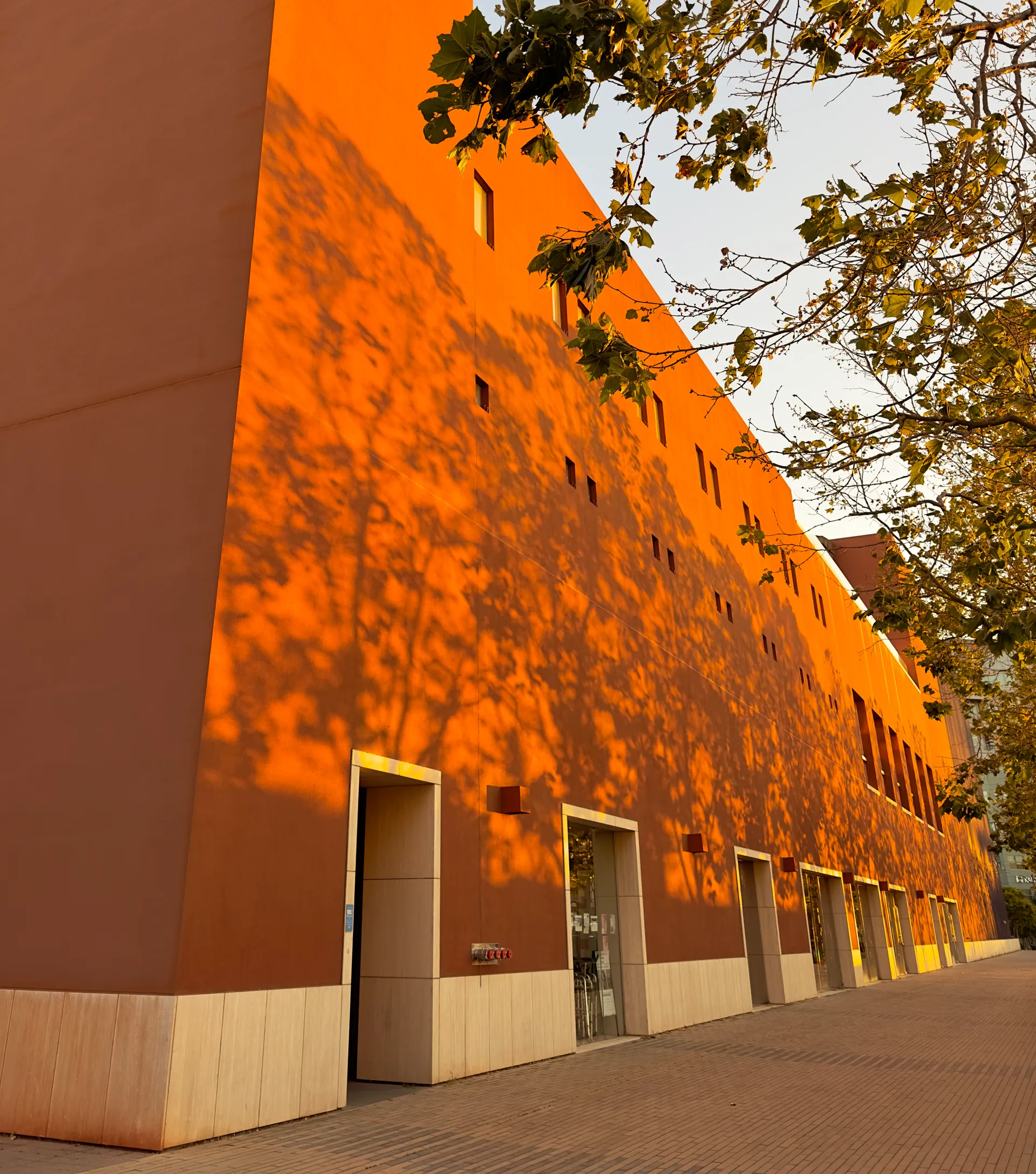 The shadows of leaves on a building at UCSF Mission Bay