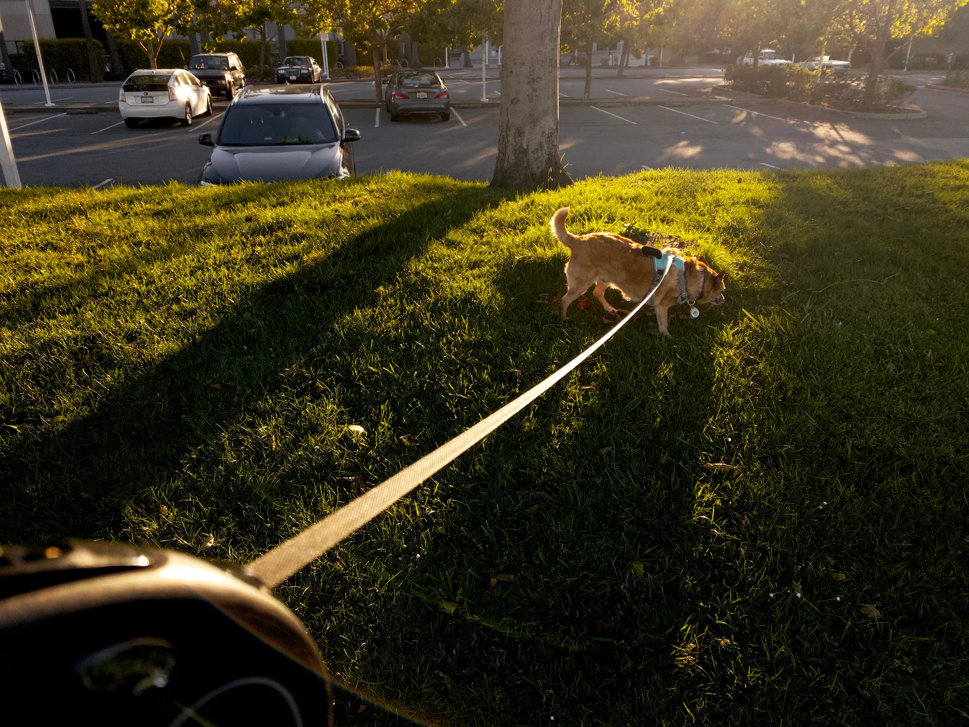 Rooibos enjoying a walk