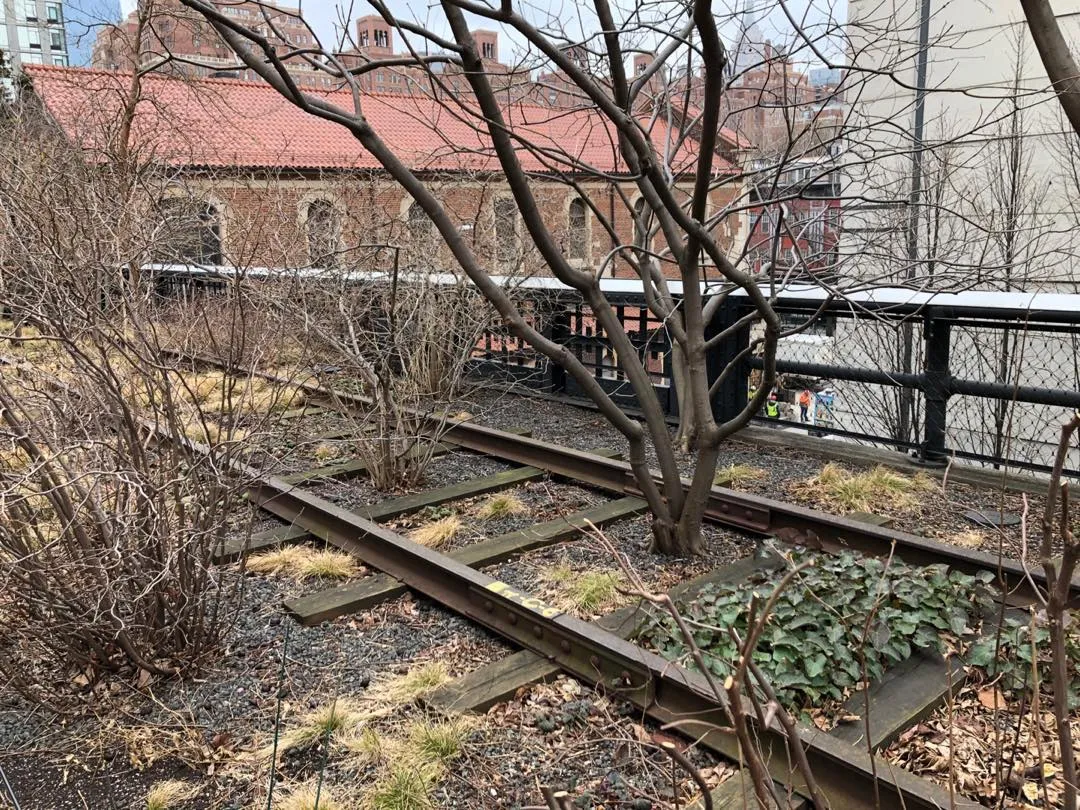 Trees growing on the High Line in New York City