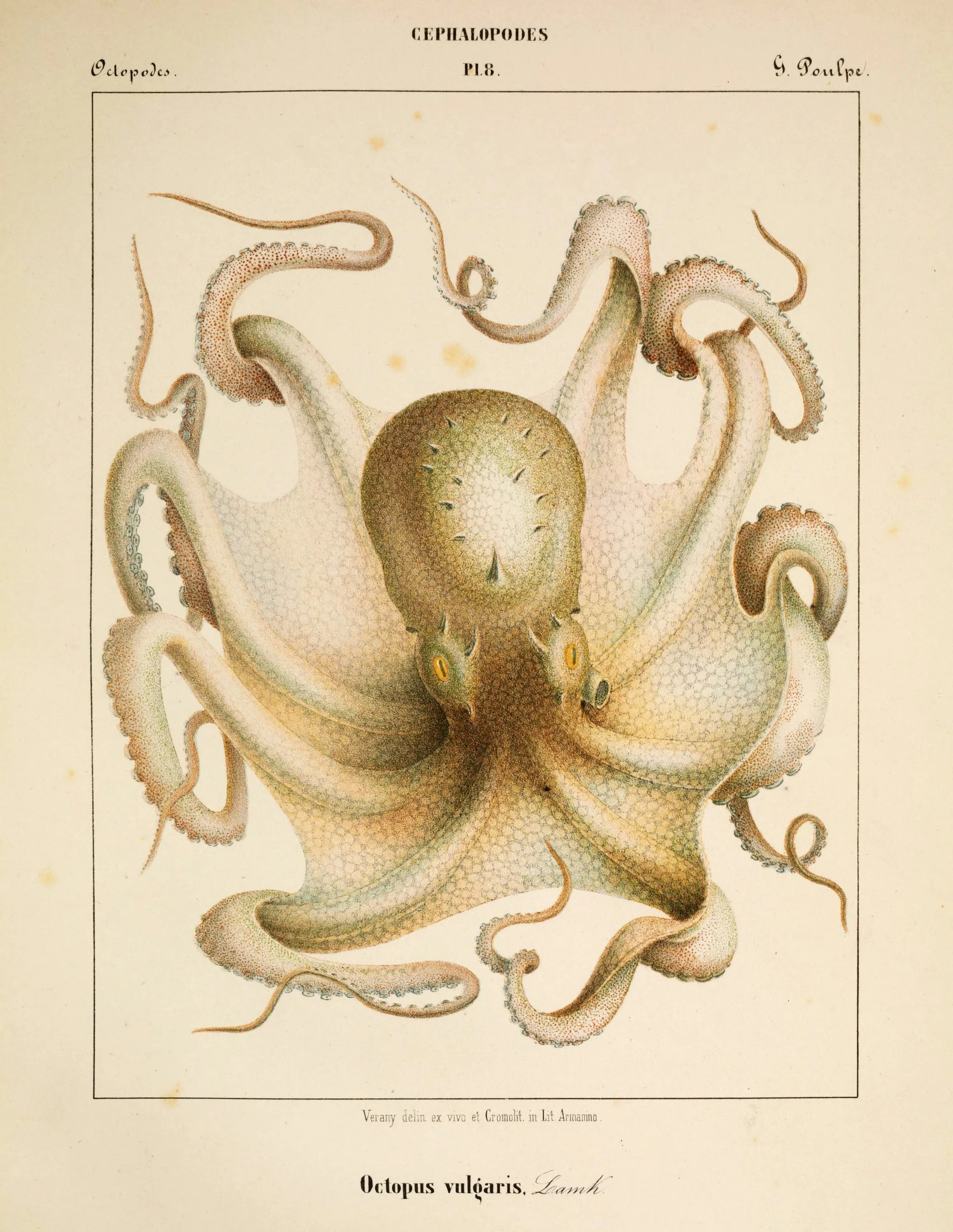 A happy-looking octopus