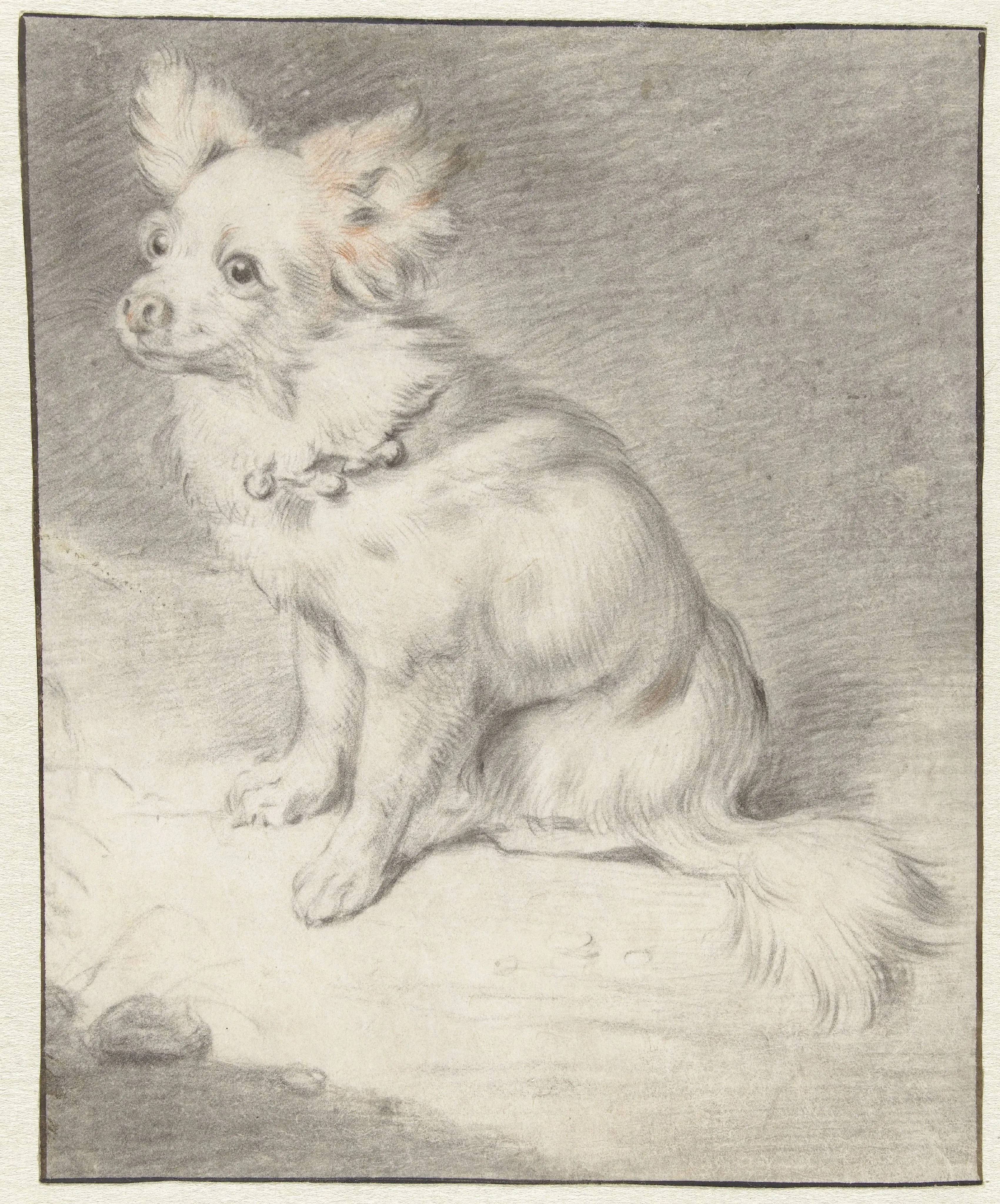 A papillon that looks suspiciously similar to Rooibos