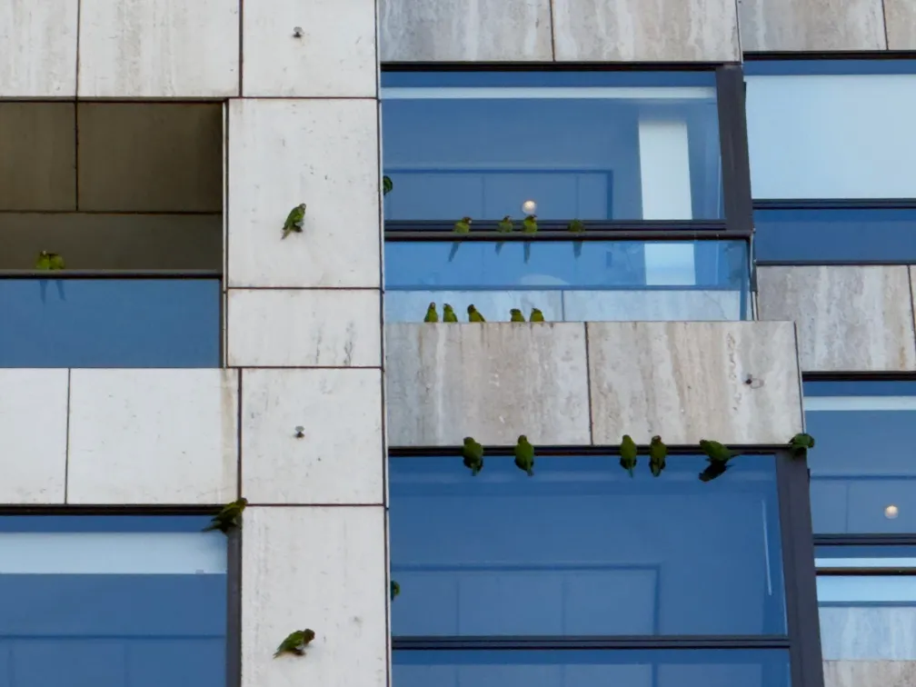 Feral parrots clinging to the side of a building in San Francisco