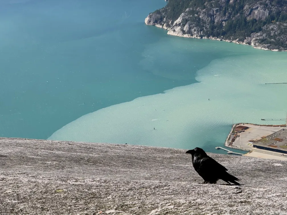 A raven chilling out on top of the Chief hike near Squamish, BC