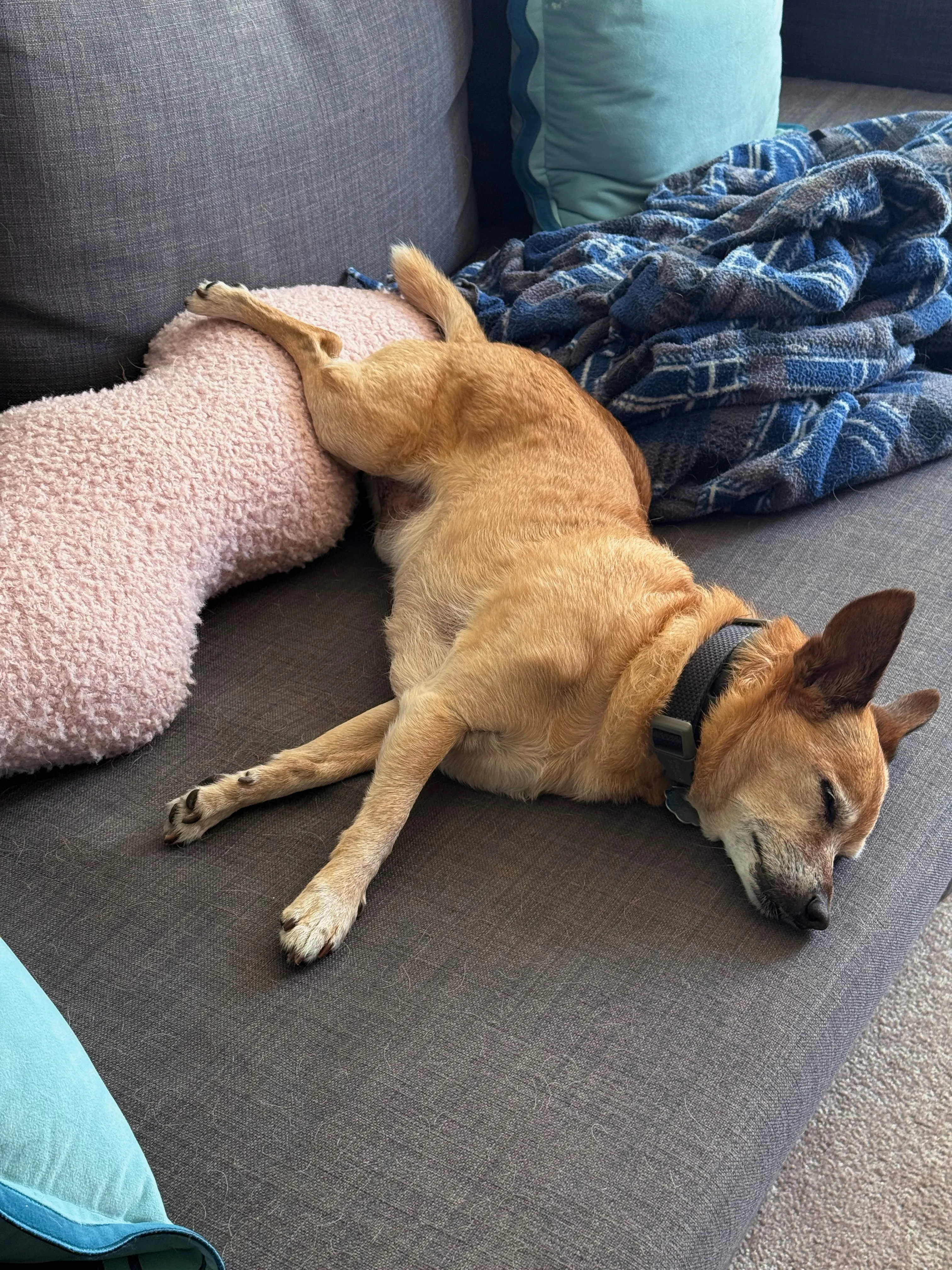 Rooibos looking very relaxed