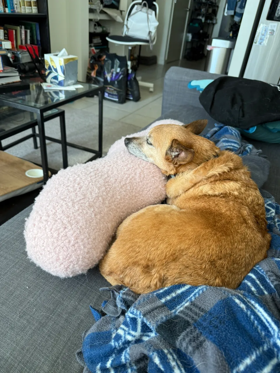 Rooibos resting his head on a new pillow