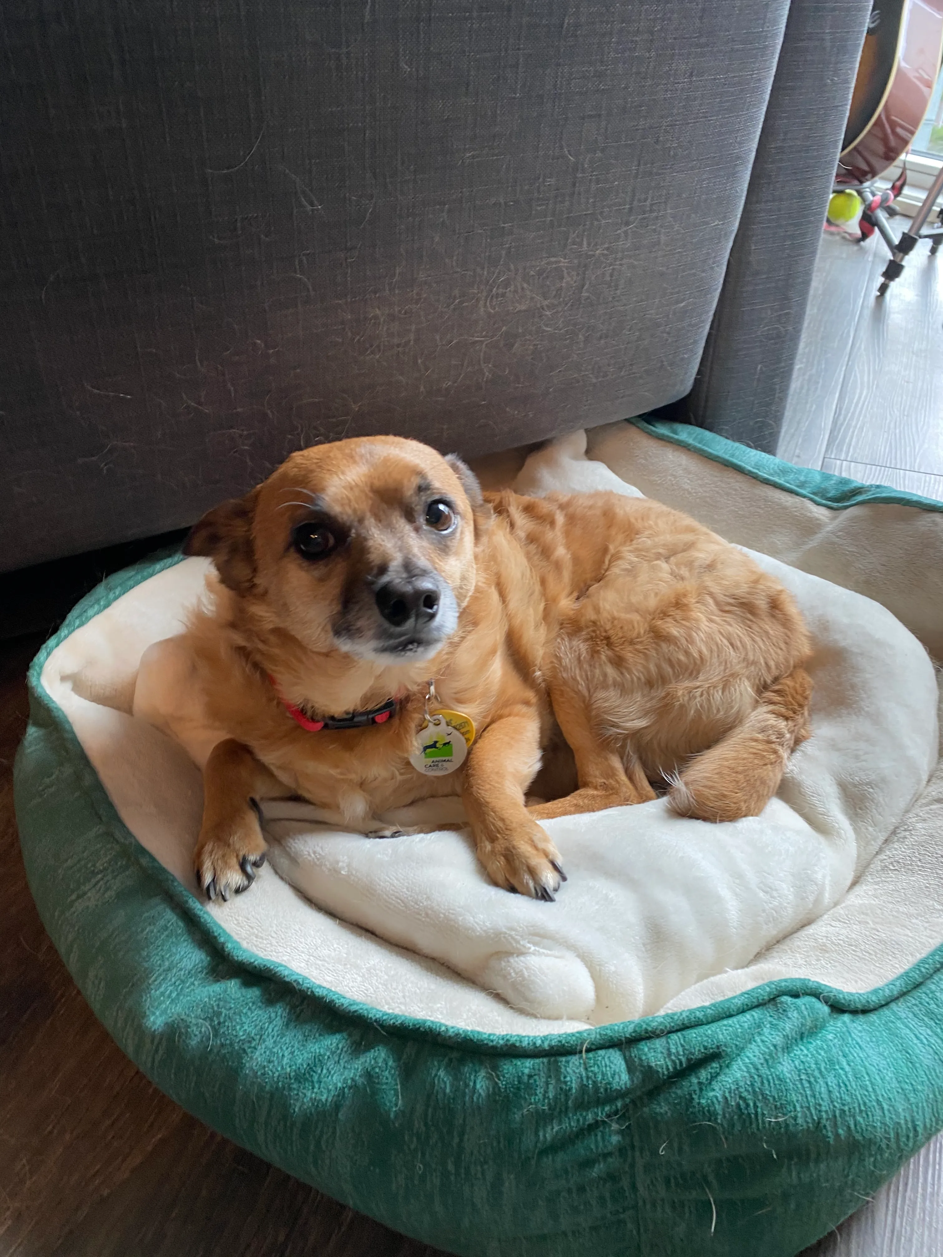 Rooibos sleeping in his bed