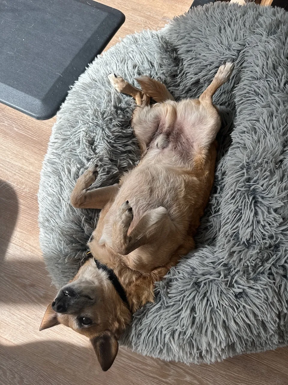 Rooibos presenting his belly for pets