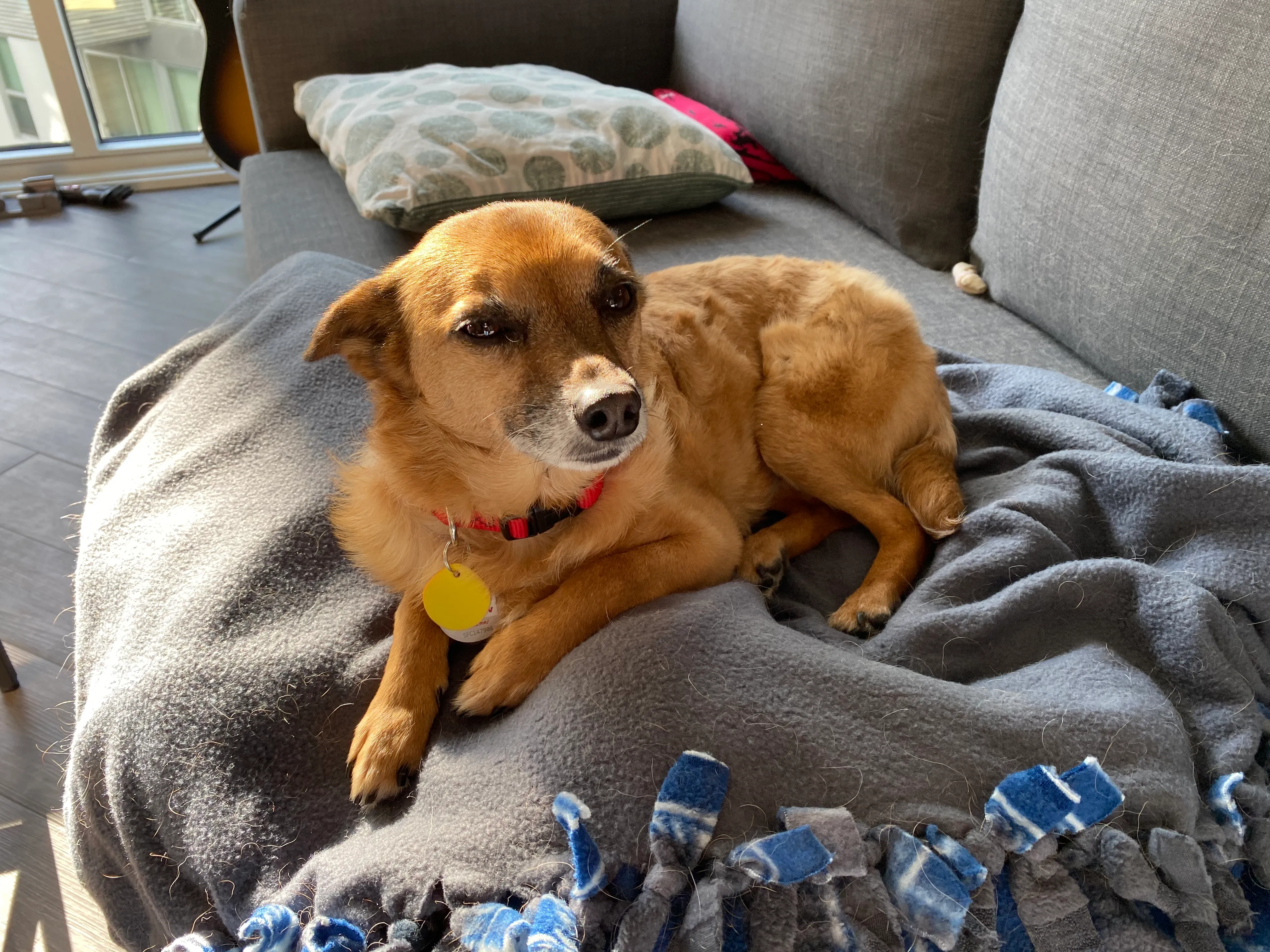 Rooibos sitting on his blanket