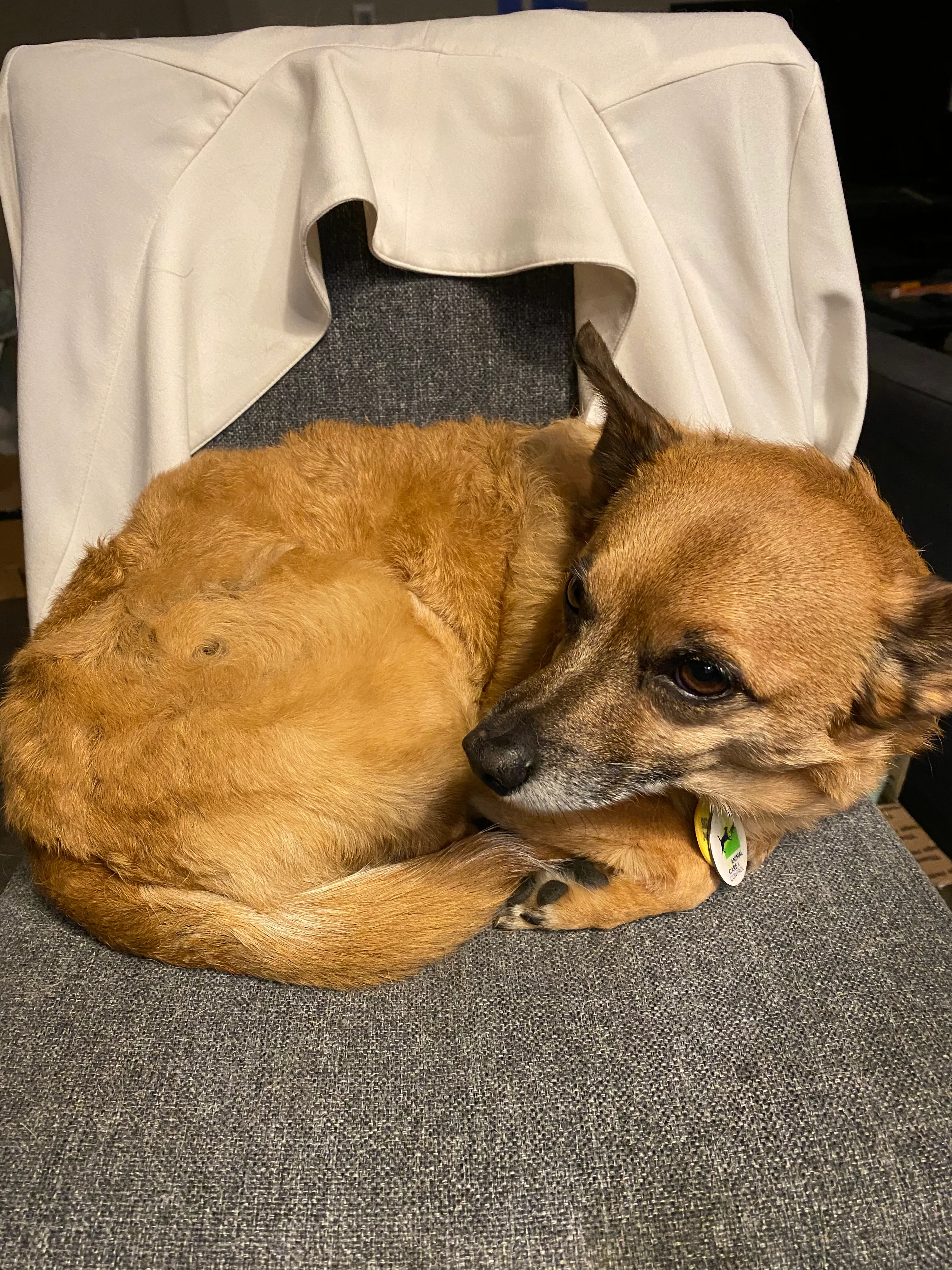 Rooibos sleeping on a chair