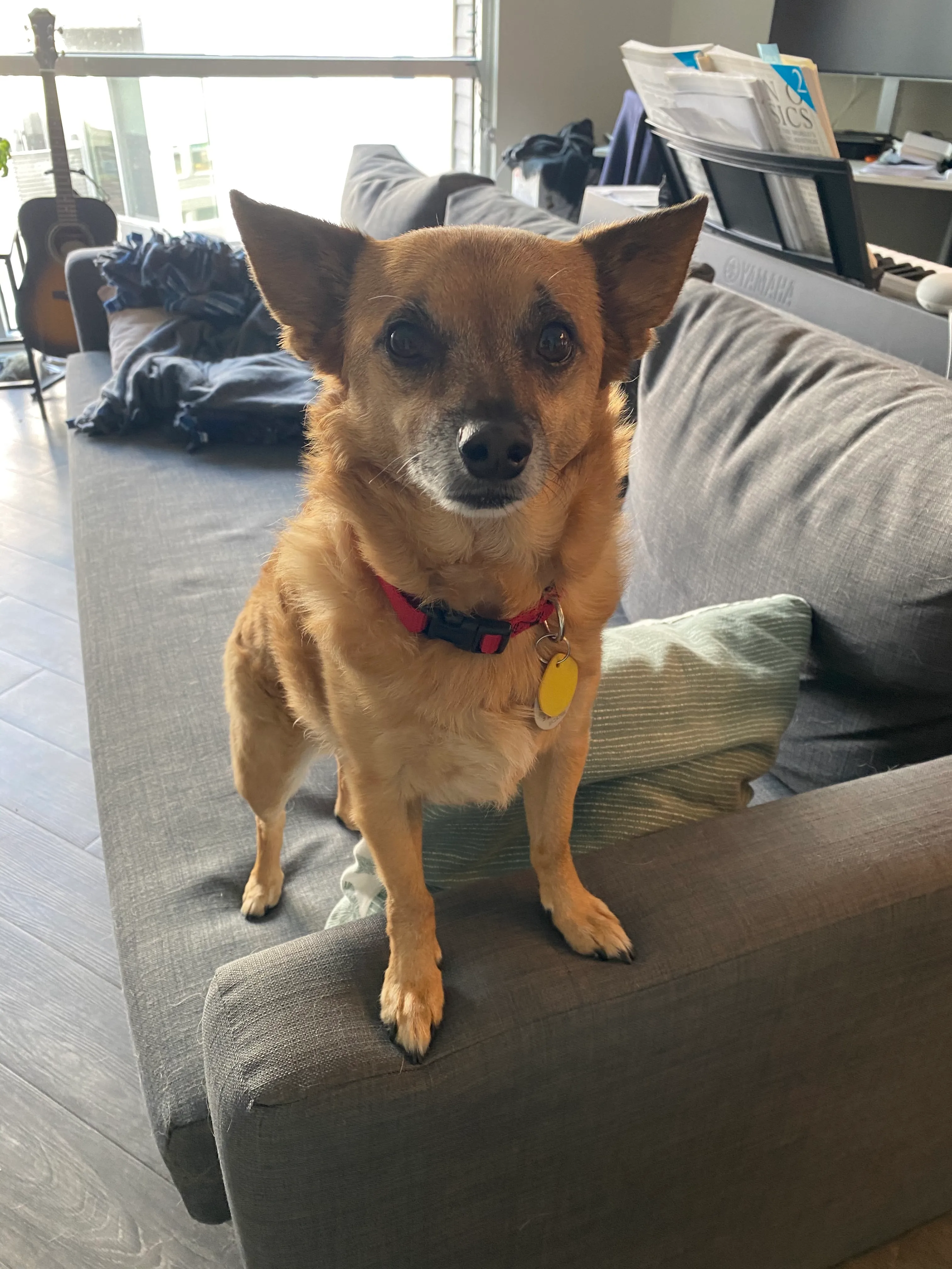 Rooibos standing on the couch