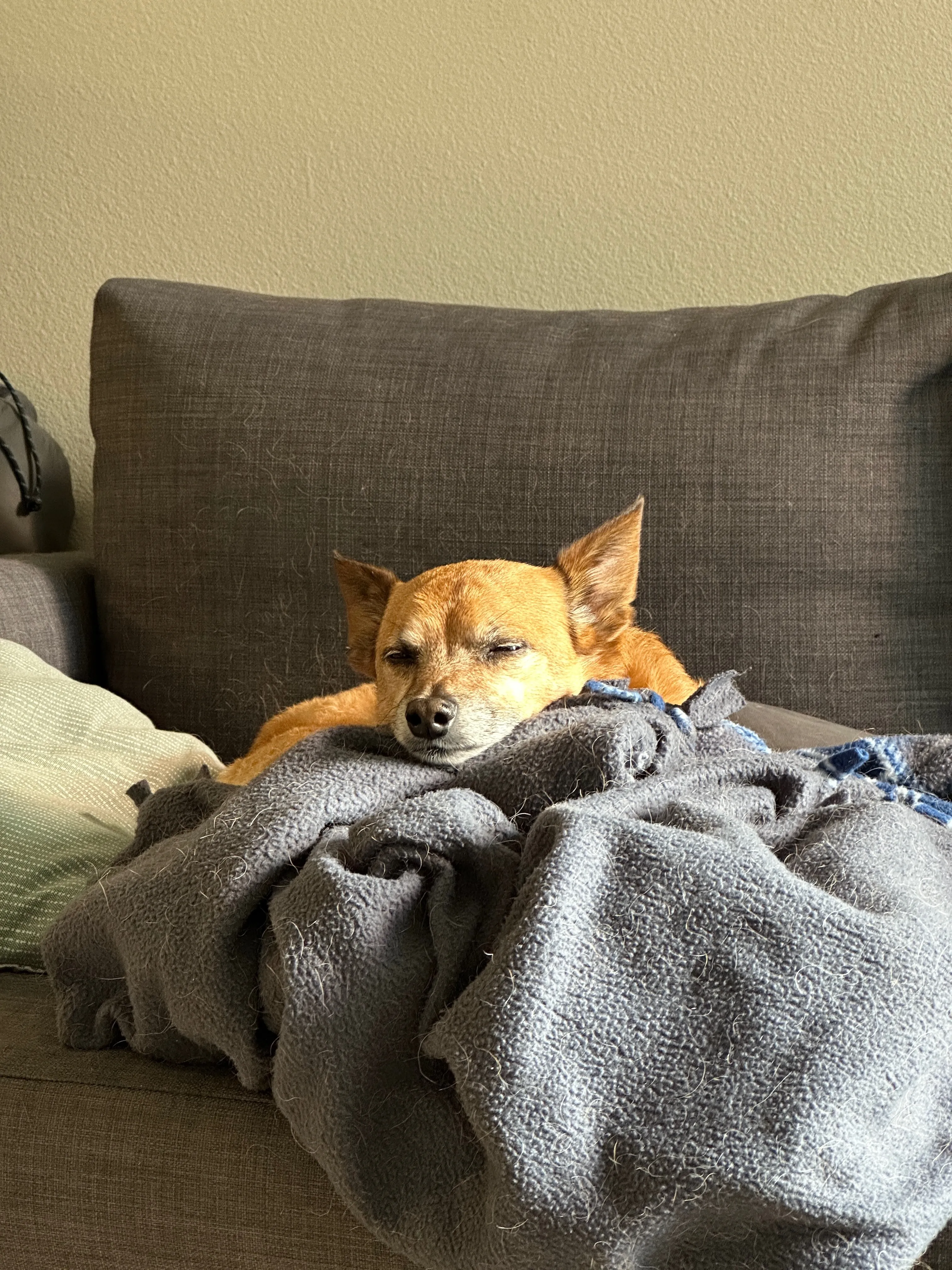 Rooibos asleep atop his mountain of blankets