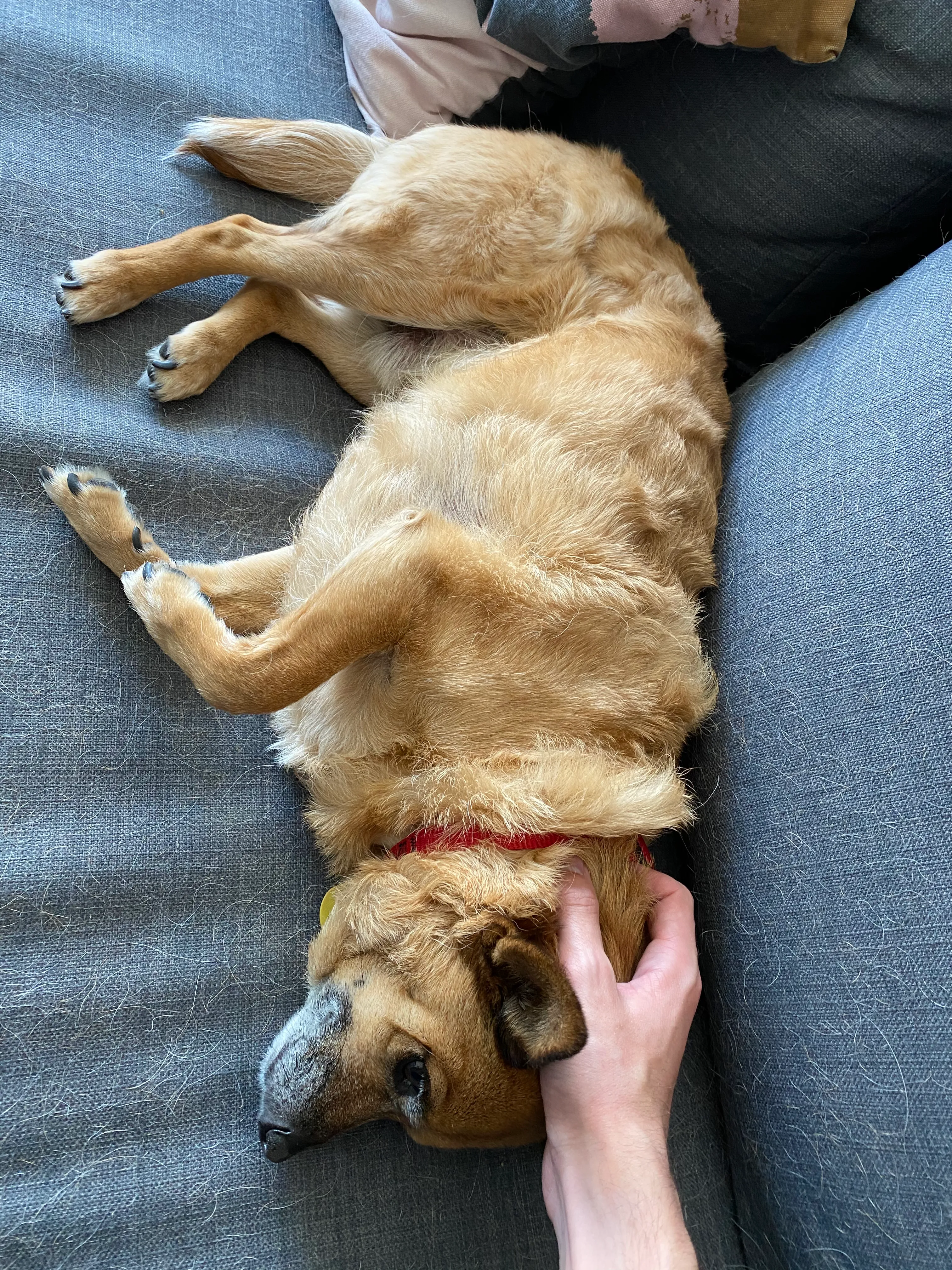 Rooibos getting head scratches