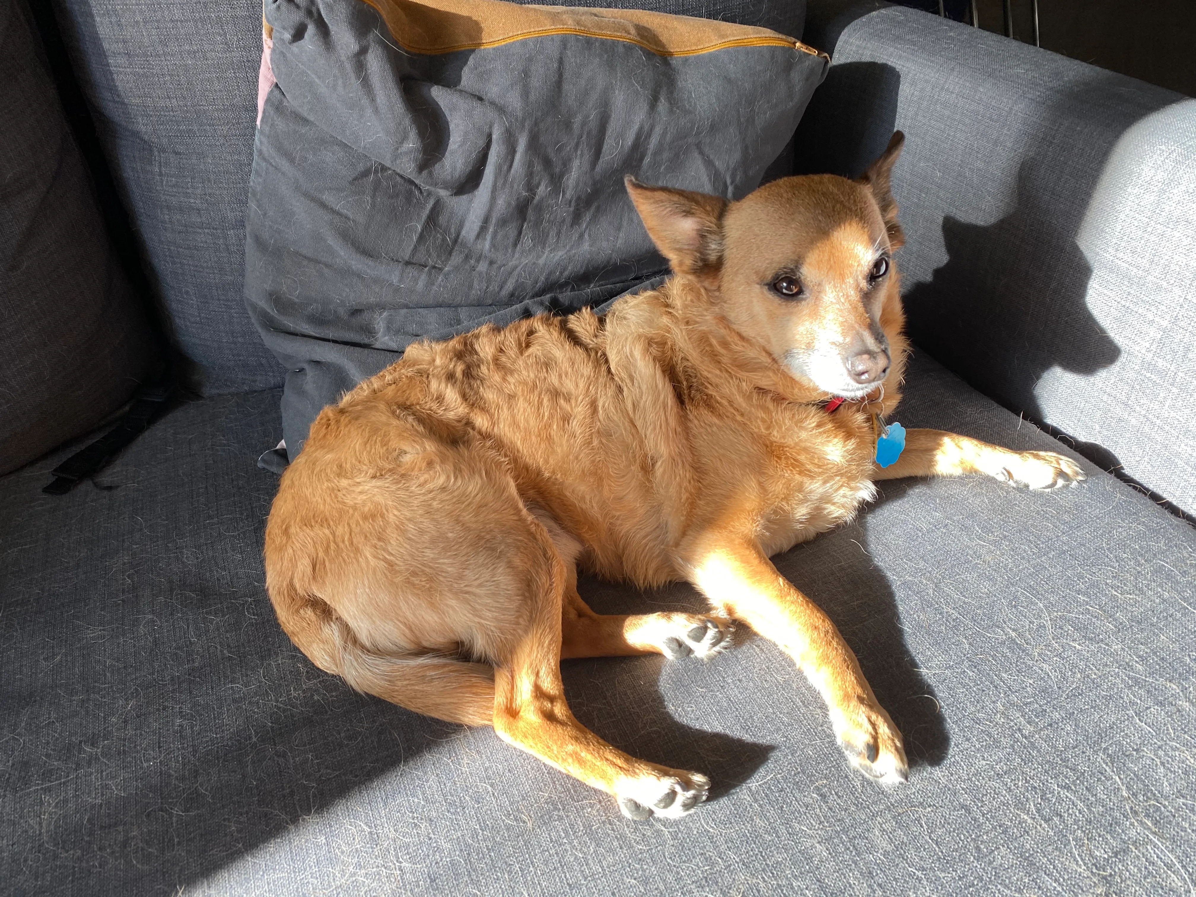 Rooibos sunning himself on the couch