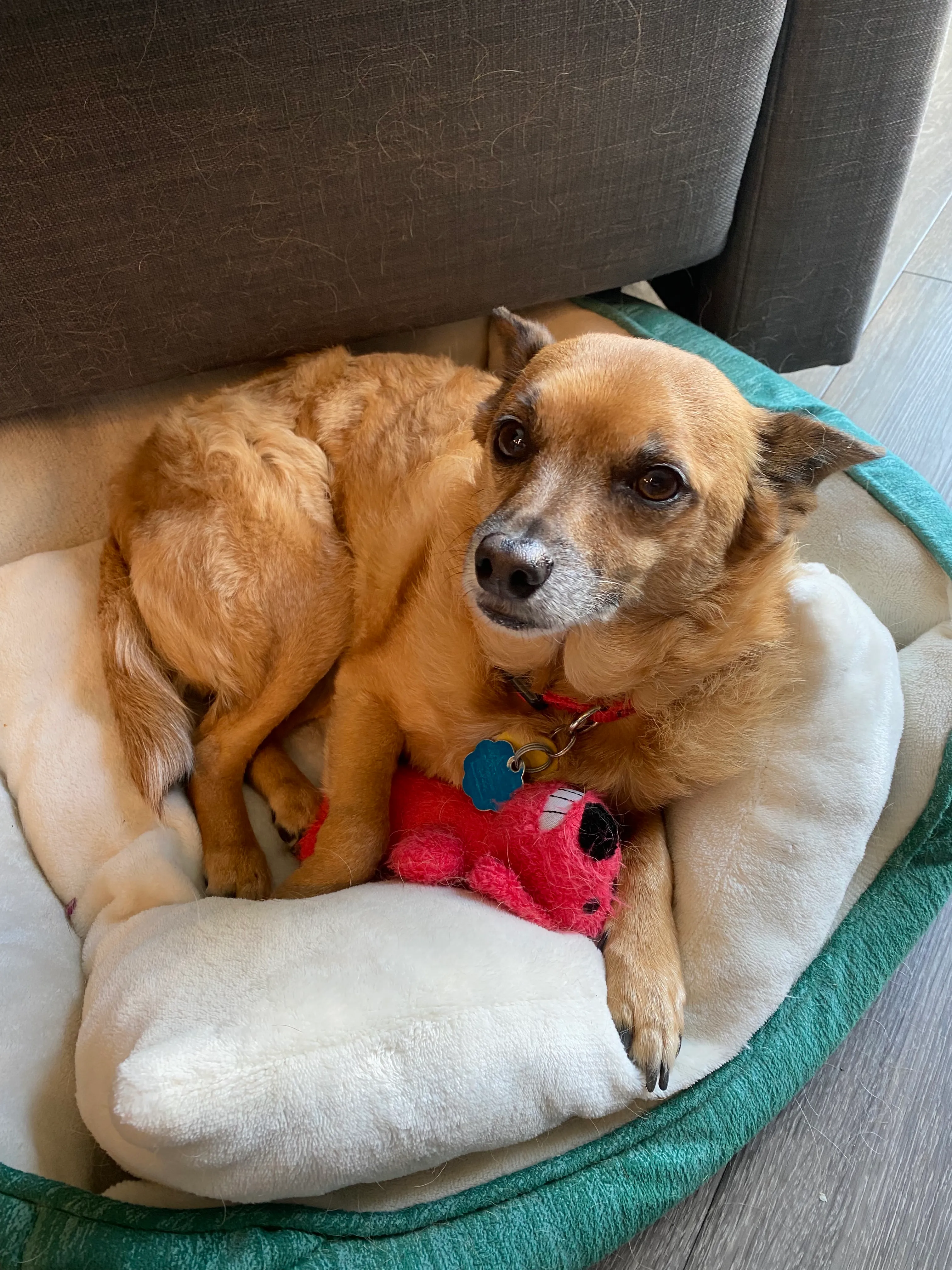 Rooibos cuddling with a toy