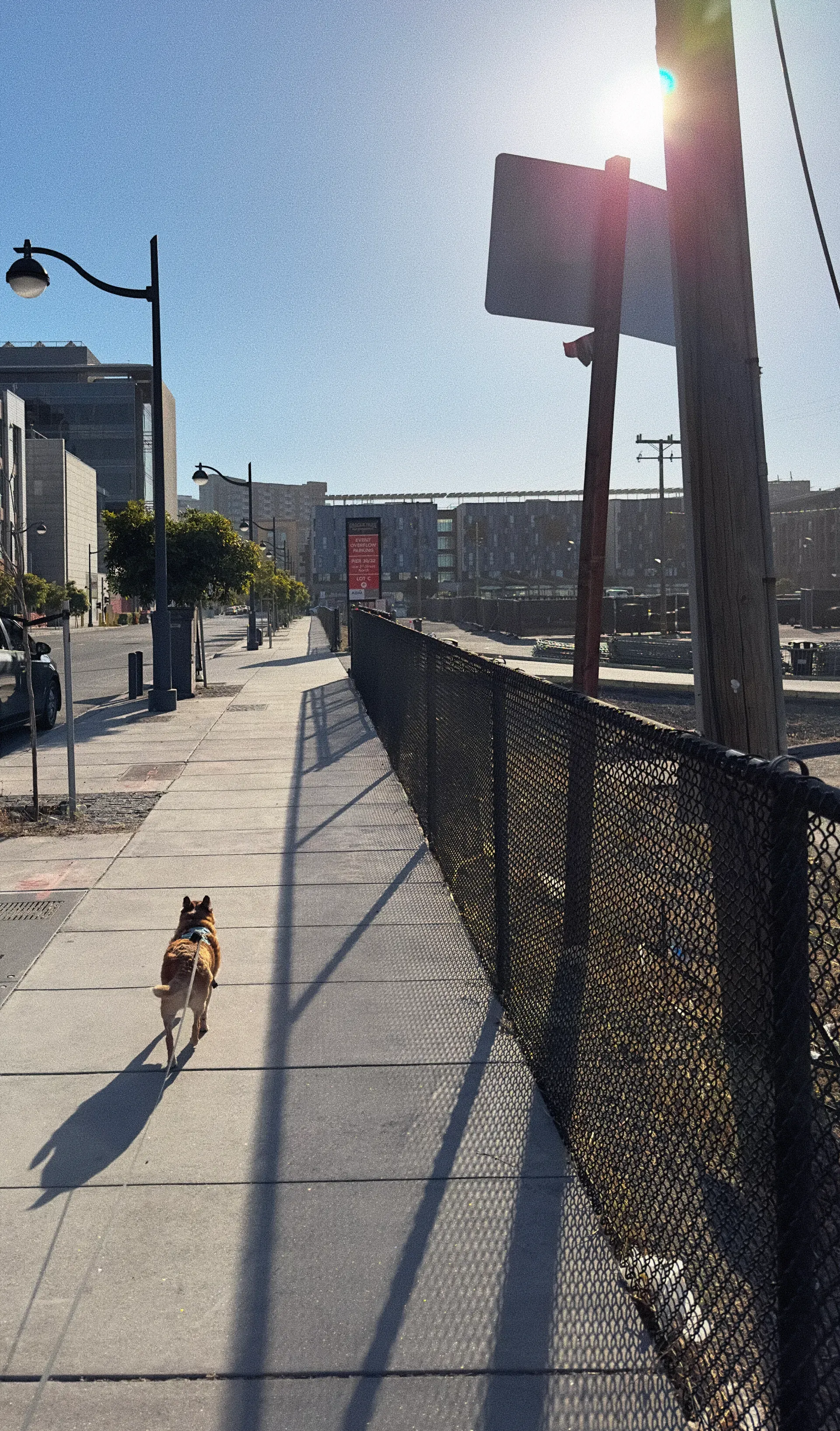 Rooibos walking around Mission Bay