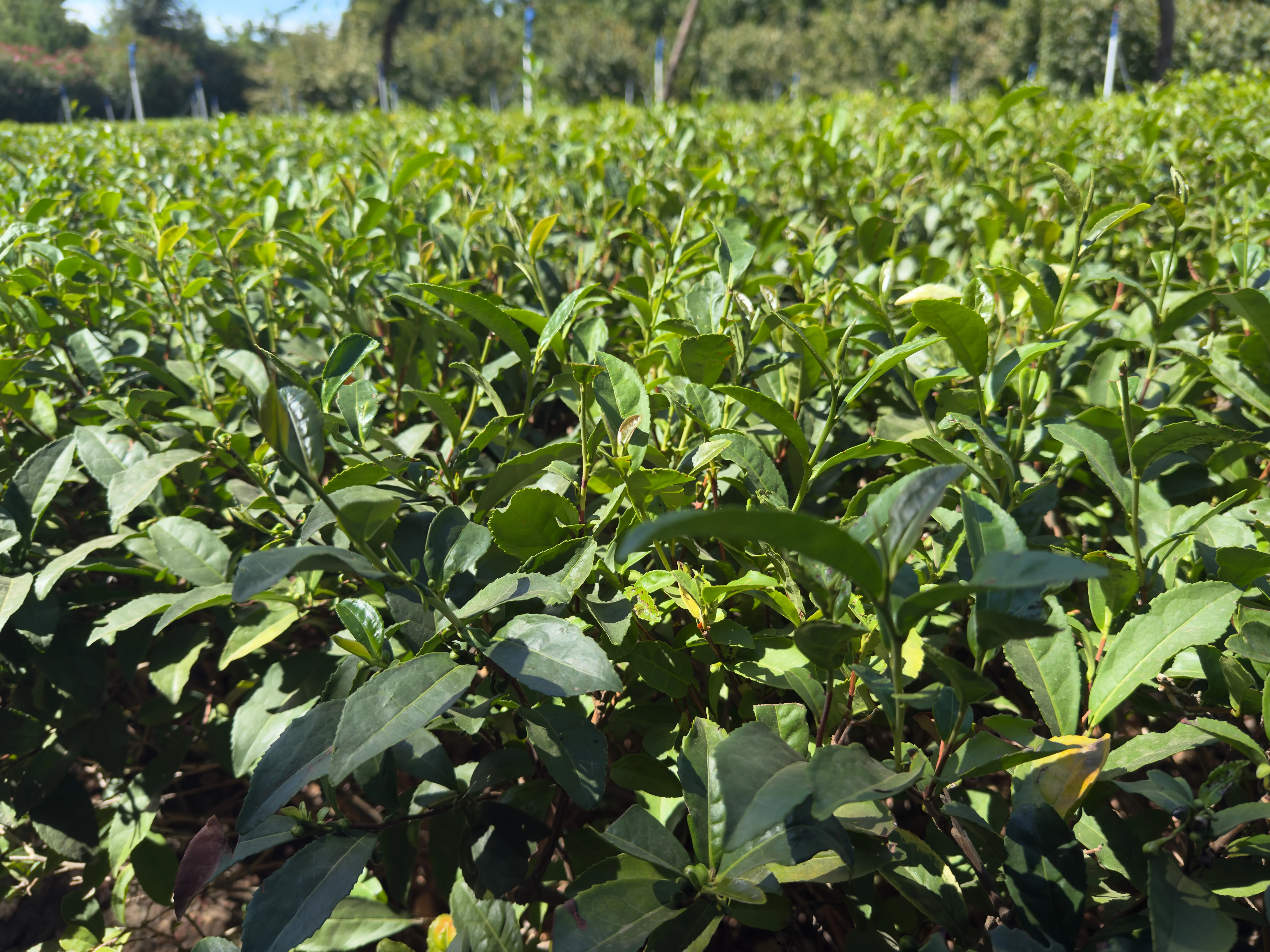 A row of tea bushes in the sun