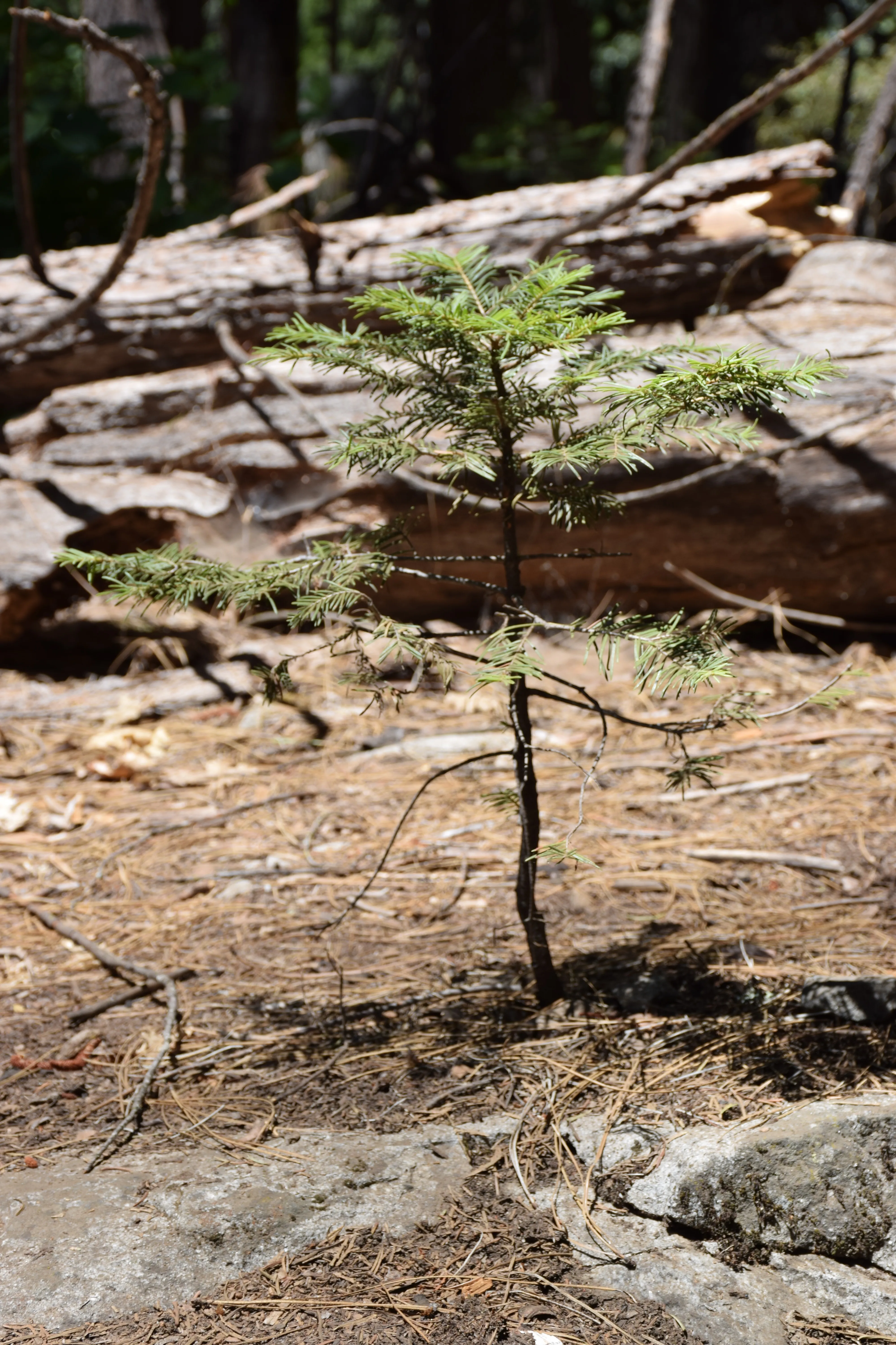 A sapling in Yosemite